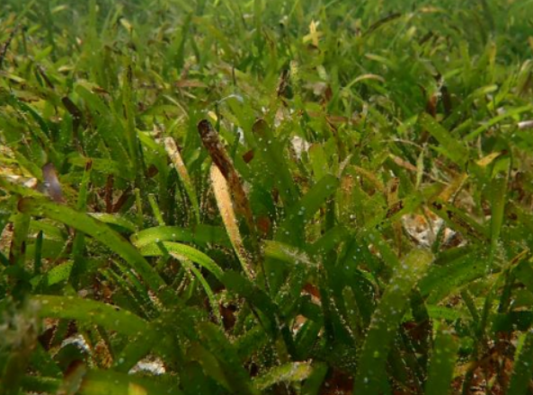 热带典型海洋生态系统（海草-珊瑚）研究中心